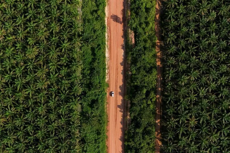 Indonesia ordena investigación a 300 empresas por caída en precio del aceite de palma