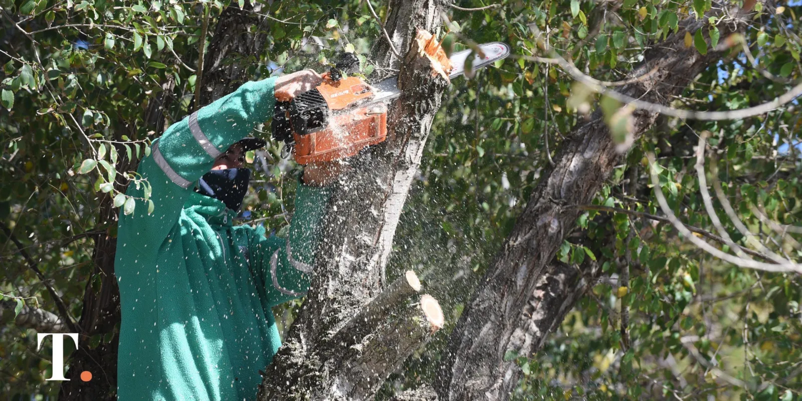 Abren inscripción para curso oficial de poda urbana con certificación en La Costa