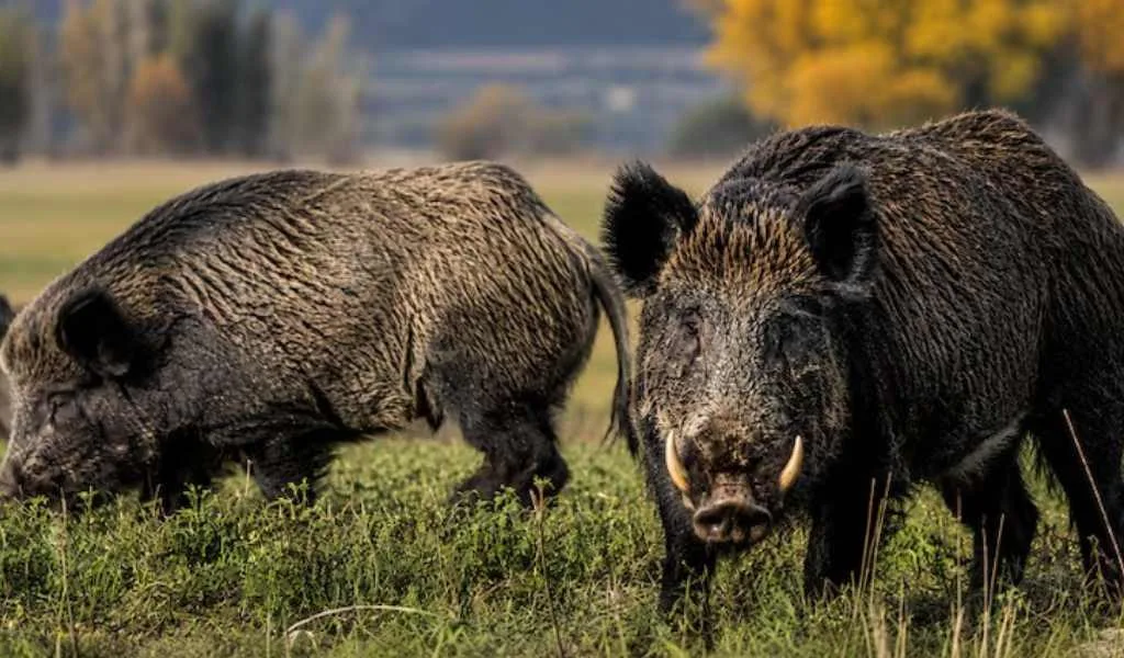 Alerta en el agro por la expansión del jabalí europeo, una plaga silenciosa con daños millonarios