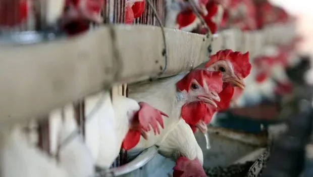 El pollo supera a la carne vacuna y se convierte en la proteína más consumida en Argentina