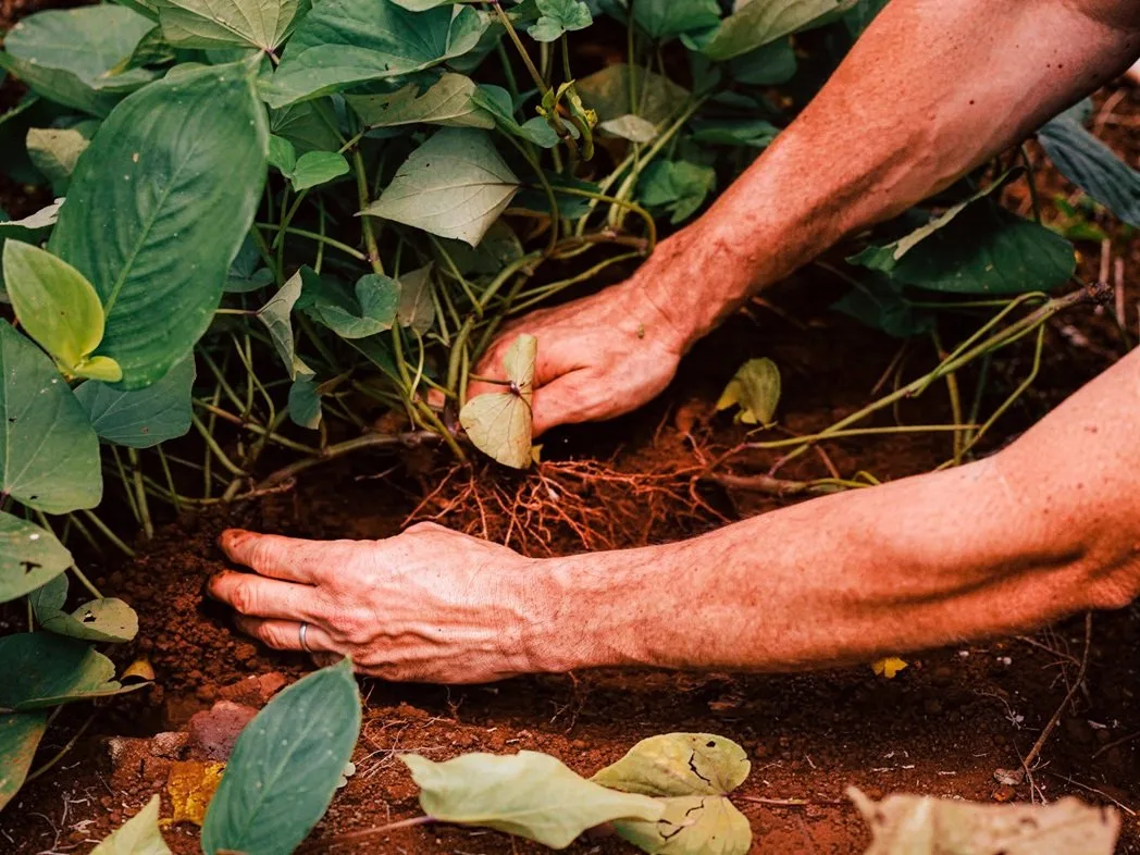 Misiones implementa una política integral para la conservación del suelo como recurso estratégico