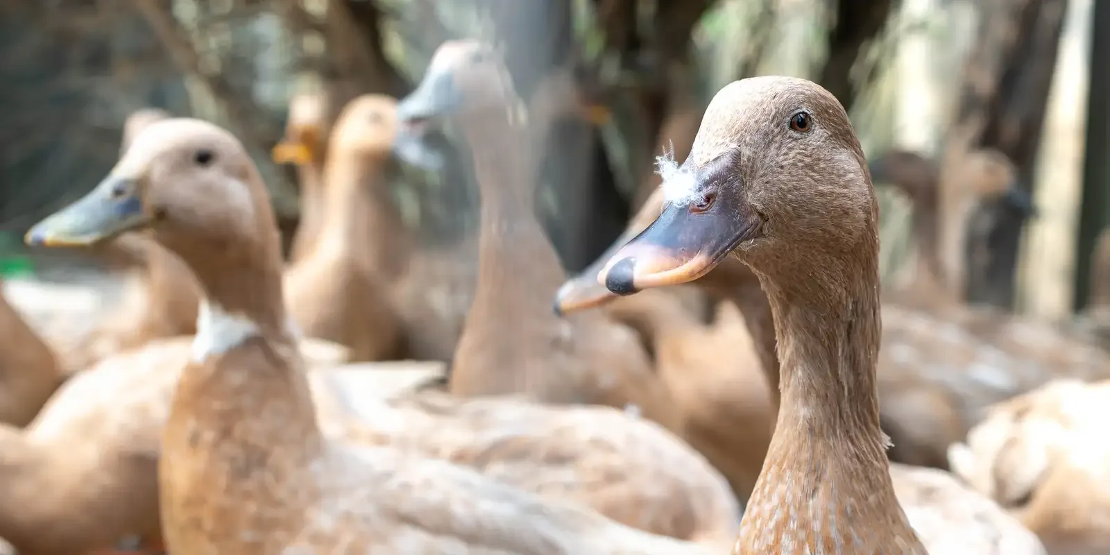 Nueva ley prohíbe la producción y venta de foie gras y otros productos por alimentación forzada