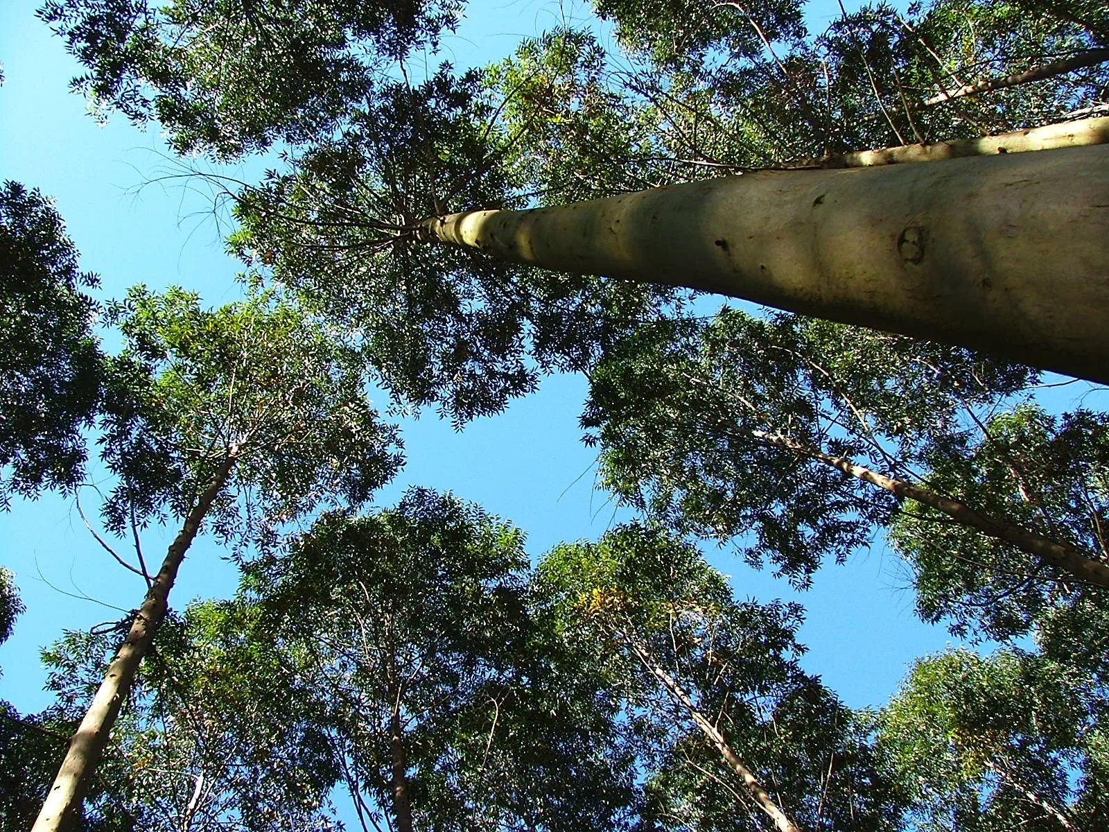 Potencial de los taninos de eucalipto en una industria forestal en crecimiento