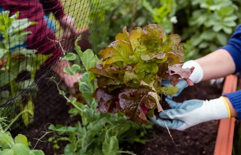 Programa bonaerense entrega plantines gratis para huertas en clubes, escuelas y asociaciones