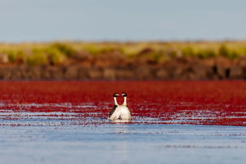 Cincuenta y dos años de la búsqueda por salvar al Macá Tobiano, el ave única de la Patagonia