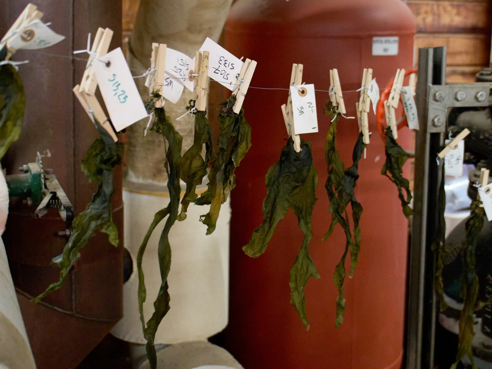 El kelp como alternativa para biocombustibles en aviones y barcos: avances y desafíos