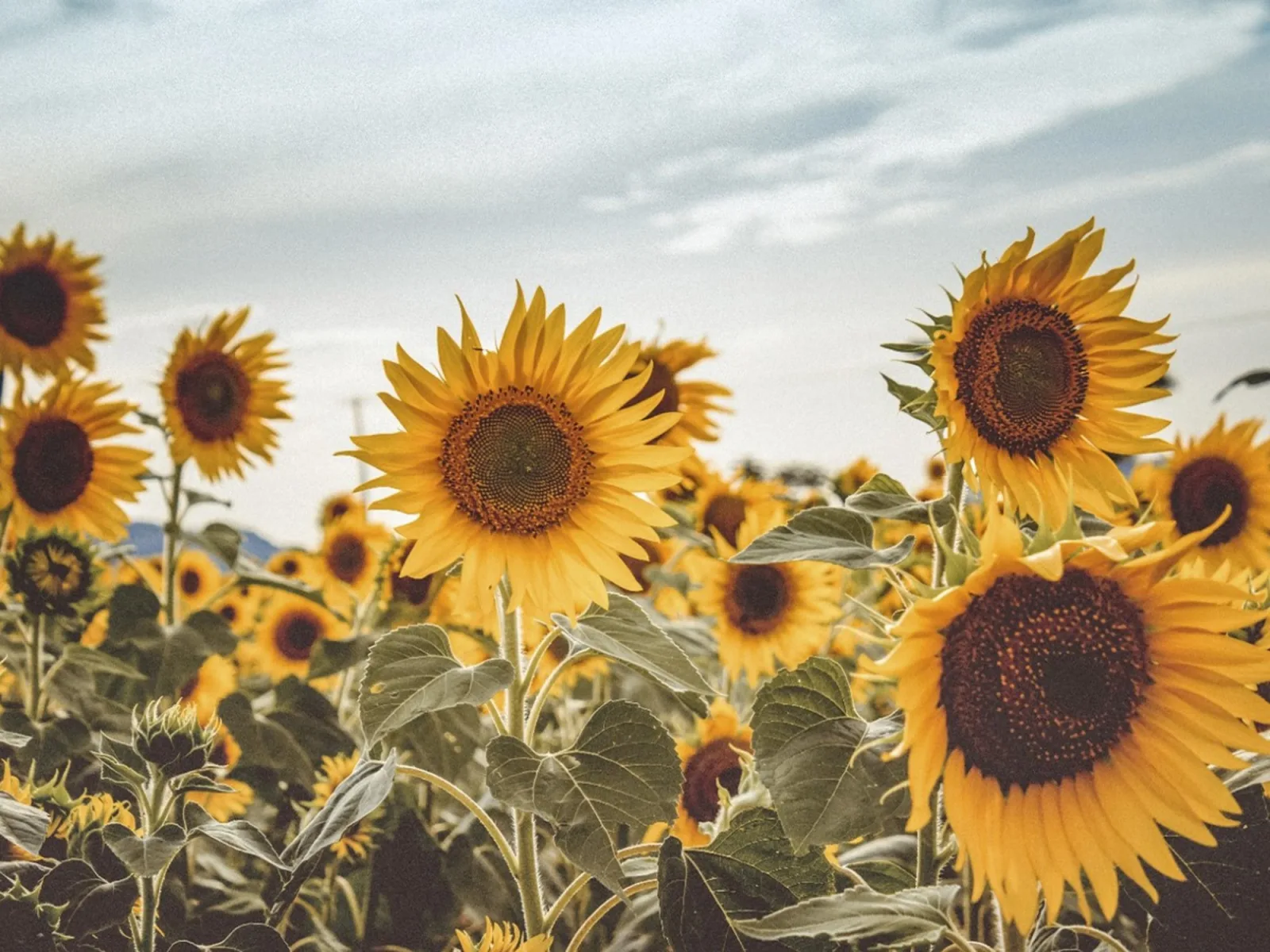 Récord histórico de girasol pone a prueba la logística argentina