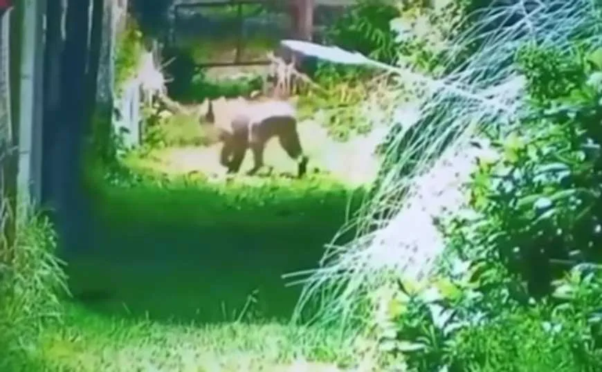 Un puma fue avistado cerca de un barrio cerrado en Escobar y genera alerta vecinal